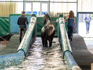 WG031025-30 - Golden De Coeur swimming